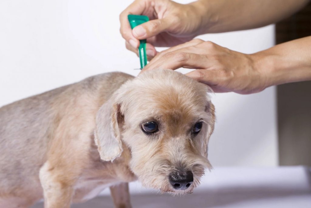 what-do-flea-bites-look-like-on-dogs-animalworldpedia