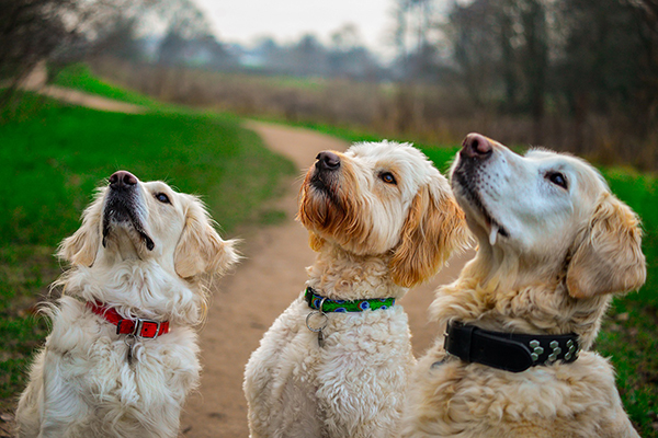 How to Completely Train Your Dog Using a Variety of Positive Reinforcement Techniques