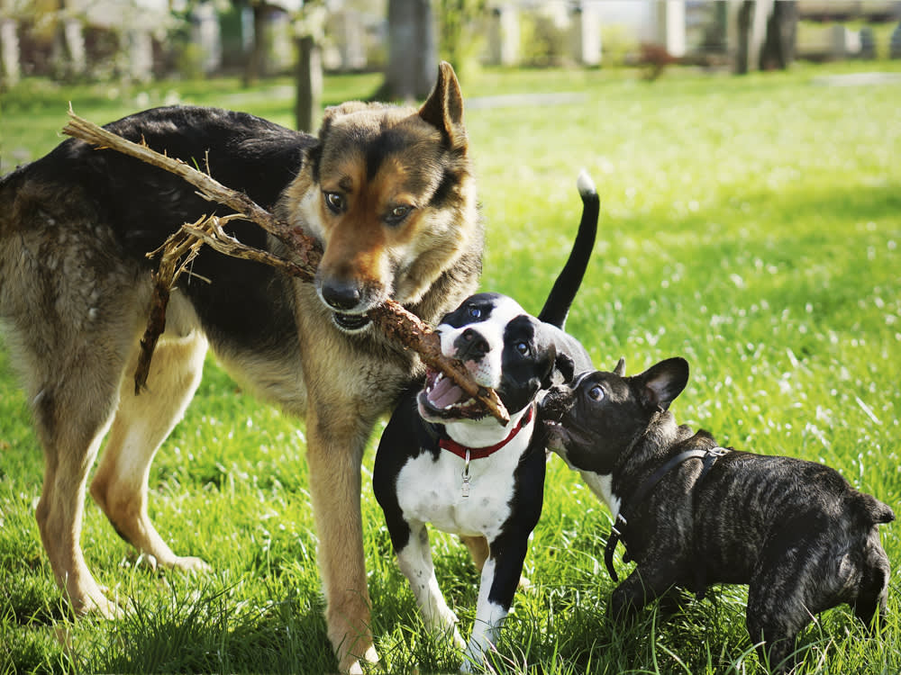 How to Stop Dogs from Fighting in the Same Household: Effective Strategies and Tips