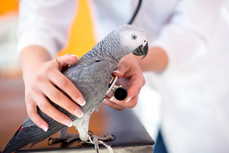 Bird Illness Symptoms: How to Identify and Treat