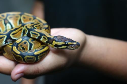 Snakes You Can Have as Pets: Popular Choices and Care Guidelines