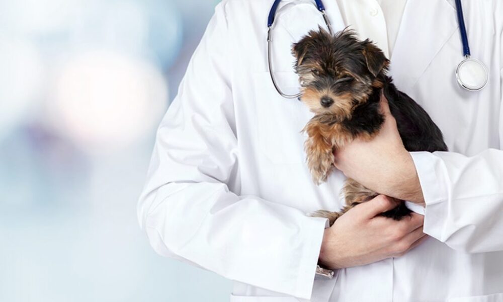 Veterinarian Duties - What Does A Veterinarian Do? - AnimalWorldPedia