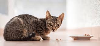 Kitten Food Guide: Tips for Choosing the Best Food for Your Feline