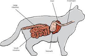 Cat Digestive System Explained: Understanding Your Feline's Digestion