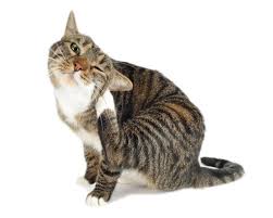 Cat Skin Problems: Common Issues & Treatments