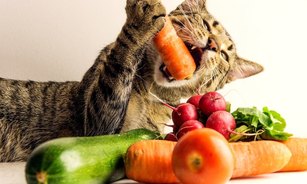 Cat's Safe Diet Options: What Can a Cat Eat? - AnimalWorldPedia