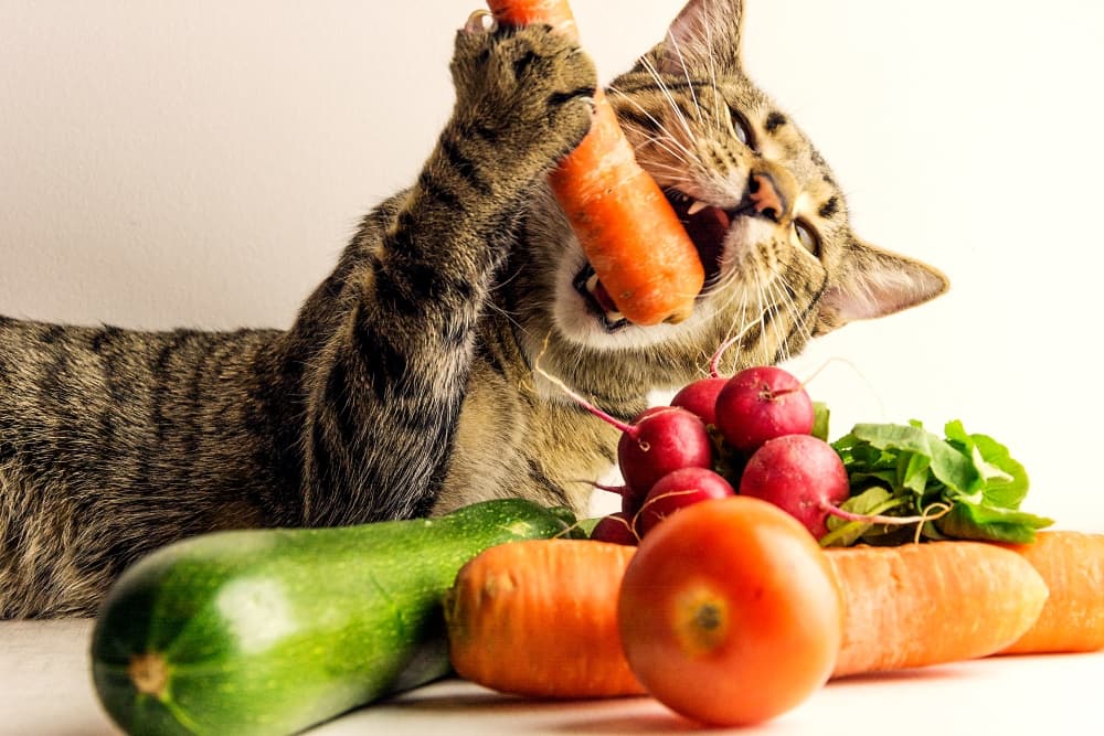 Cat's Safe Diet Options: What Can a Cat Eat?