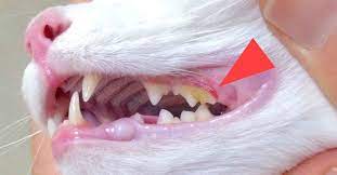 Cat Teeth Decay Prevention: Tips and Tricks