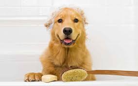 Dog Grooming Tips: Keep Your Pet Looking Great