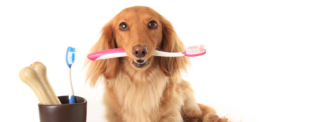 Healthy Dog Teeth - Tips for Keeping Your Dog's Teeth Clean