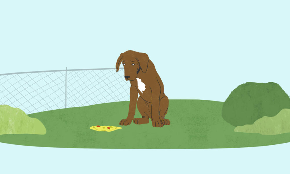 yellow-dog-vomit-tips-to-help-your-dog-stop-throwing-up