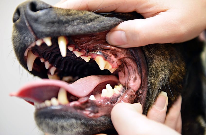 Healthy Dog Teeth - Tips for Keeping Your Dog's Teeth Clean