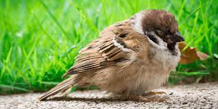 Bird Illness Symptoms: How to Identify and Treat