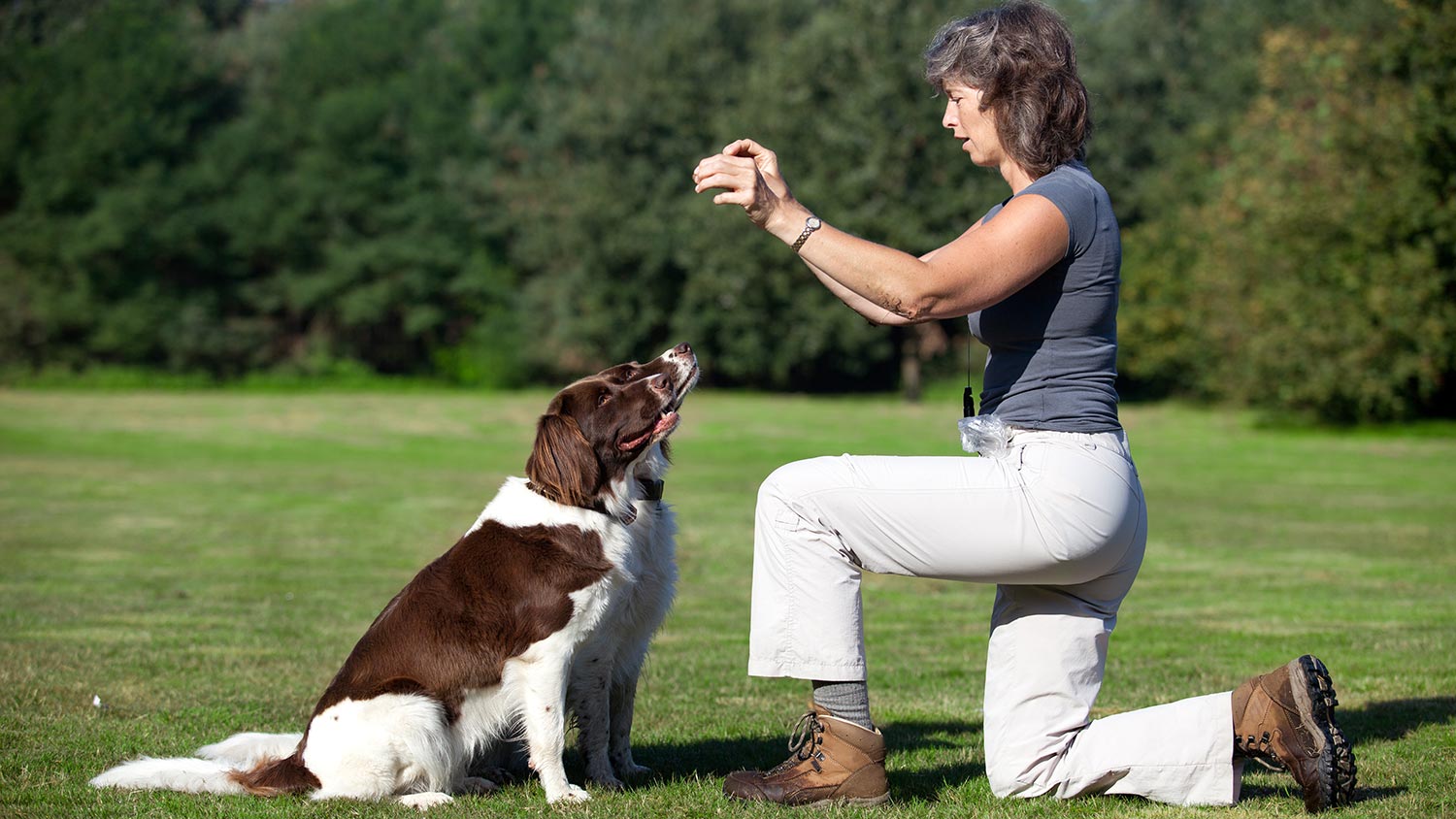 Teach Dog Sit - Learn How to Teach a Dog to Sit