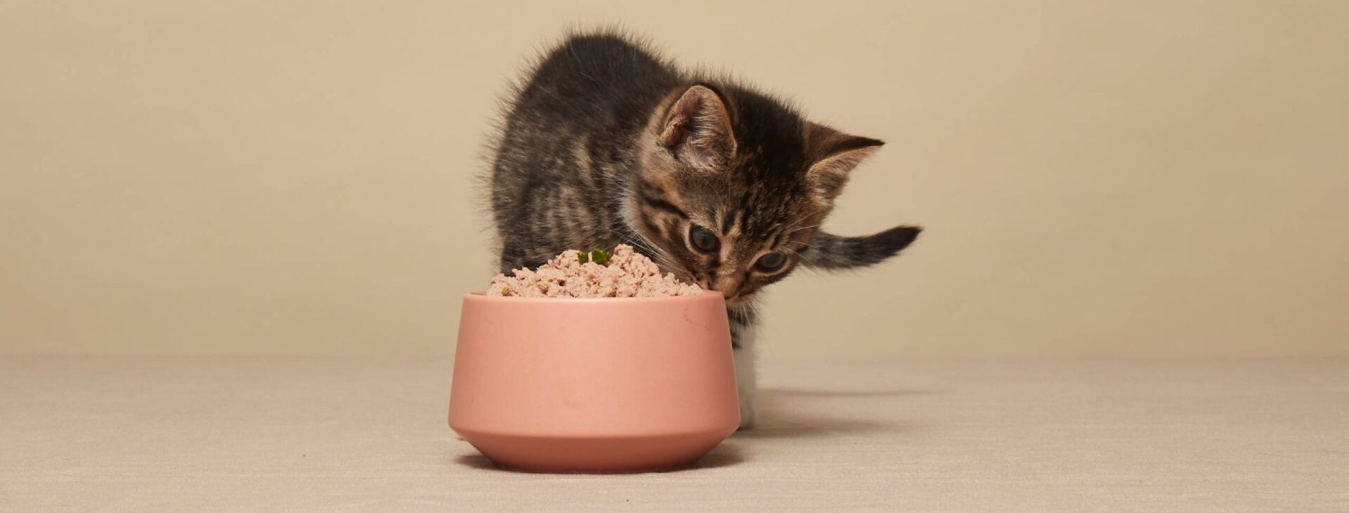 Kitten Food Guide: Tips for Choosing the Best Food for Your Feline