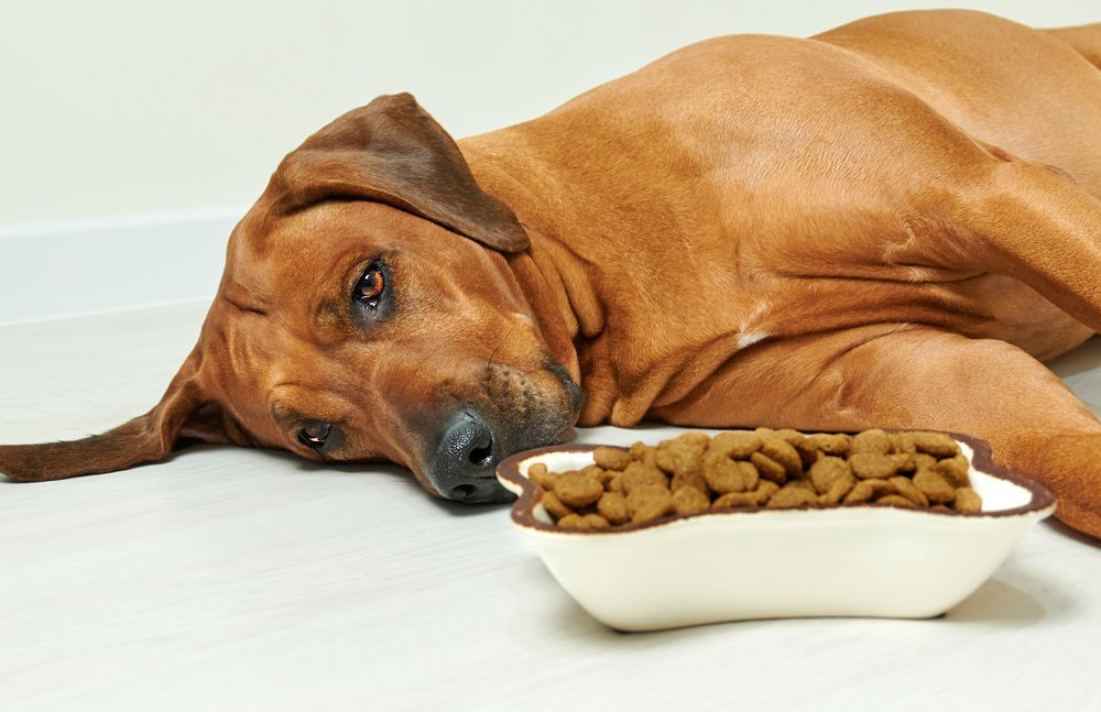 What Can Sick Dogs Eat? Nutritious Diet for Canine Health and Recovery