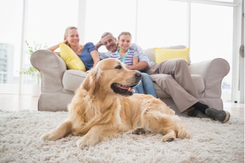 Good Family Dogs: Choosing the Perfect Canine Companion for Your Family