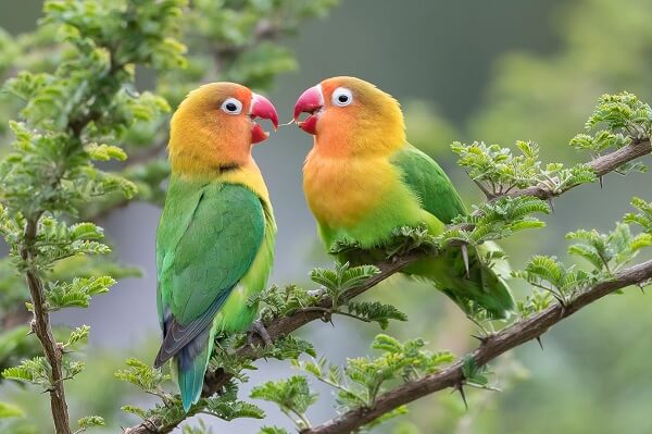 When Love Birds Breed: Understanding Lovebird Reproduction