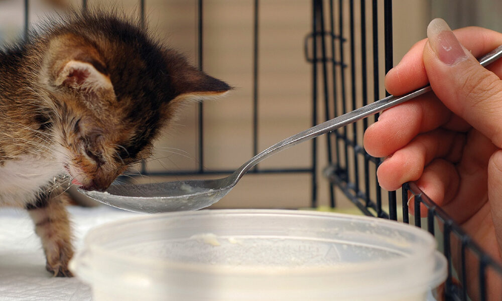 how to take care of a baby kitten without mom