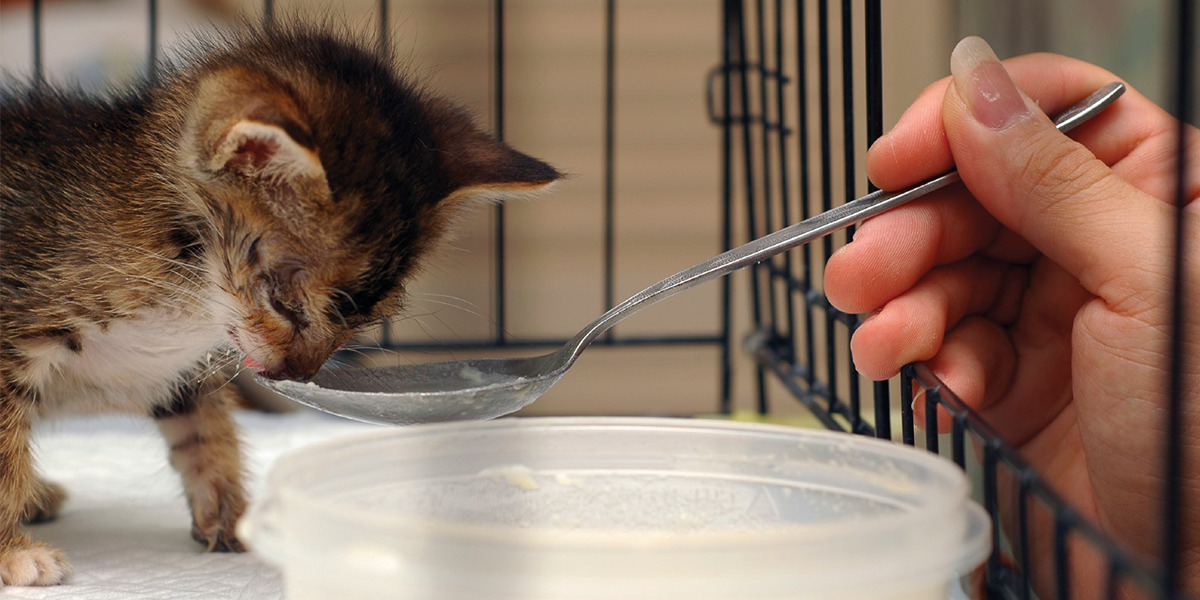 How to Care for Newborn Kittens Without Mom