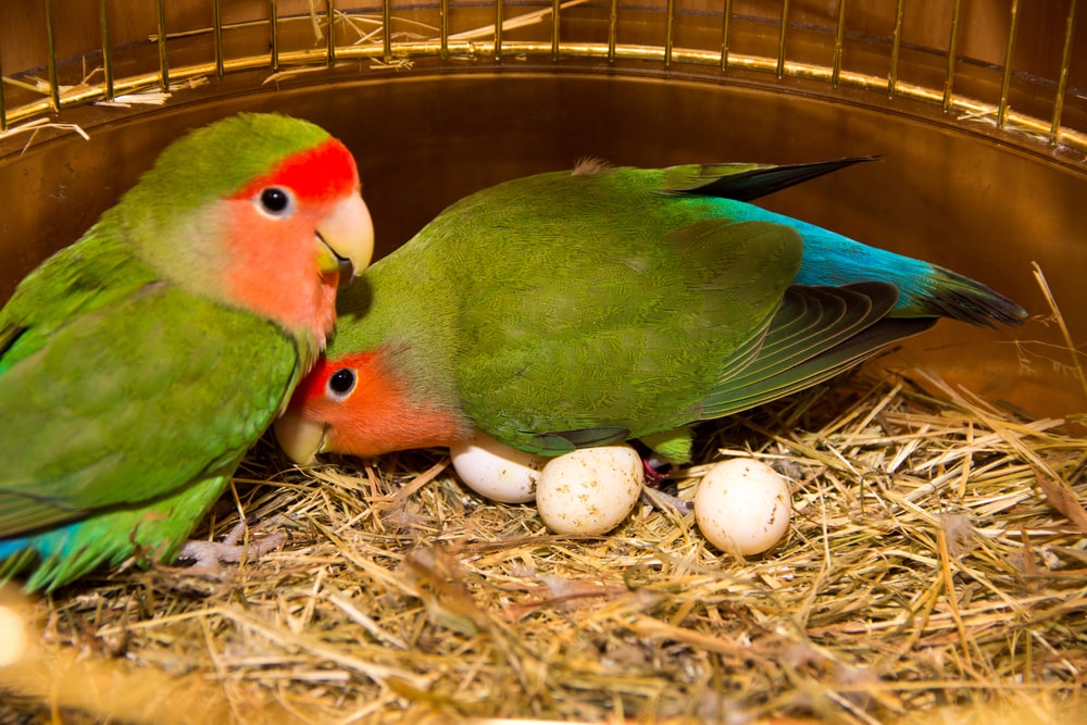 When Love Birds Start Laying Eggs: A Guide to Lovebird Reproduction