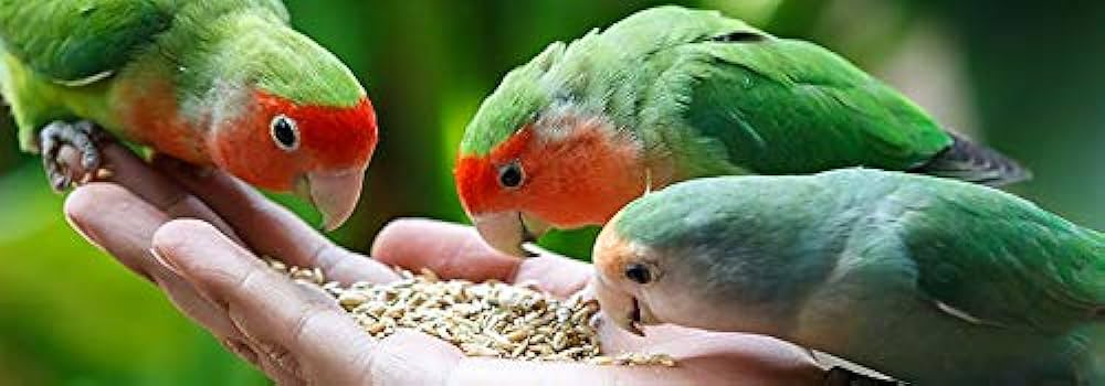 What Love Birds Eat: A Comprehensive Guide to Lovebird Nutrition