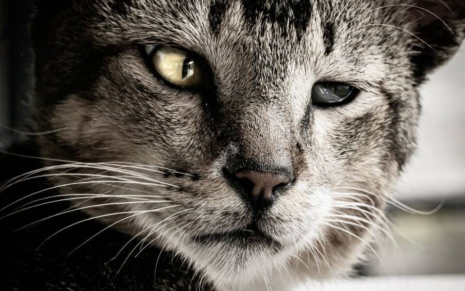 Cat Squinting Eye: Tips for Relief - AnimalWorldPedia