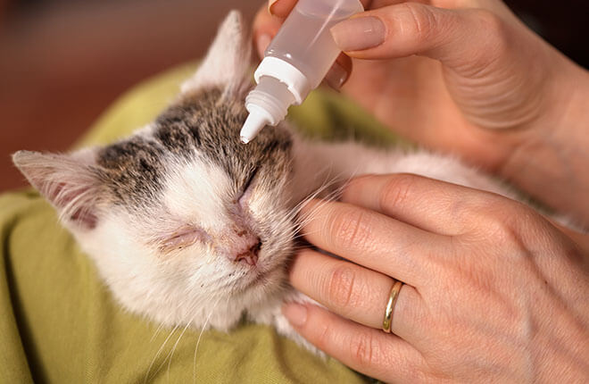 Kitten Eye Infection Treatment: Quick Solutions